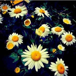 Meet your Posher, Daisy